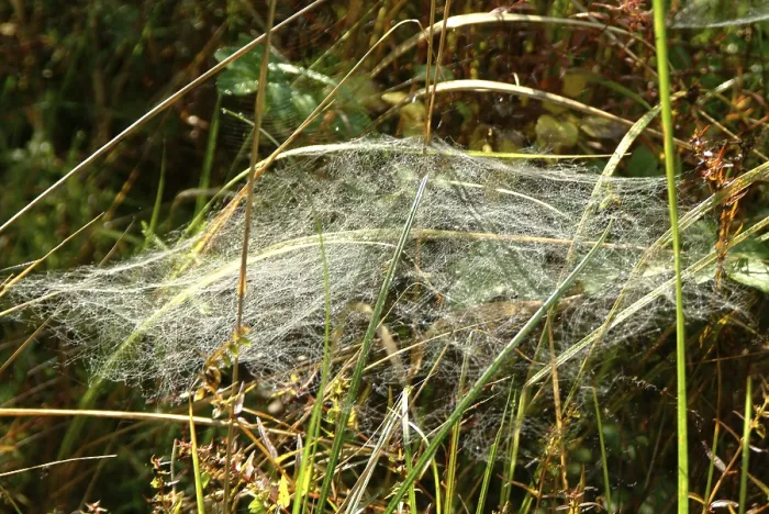 Gerahmter Druck : Gossamer Gerahmter Druck : Gossamer