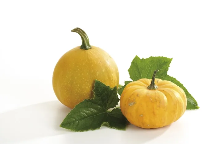 Gerahmter Druck : Kürbis (Cucurbita) Gerahmter Druck : Kürbis (Cucurbita)