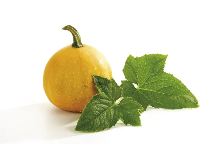 Gerahmter Druck : Kürbis (Cucurbita) Gerahmter Druck : Kürbis (Cucurbita)
