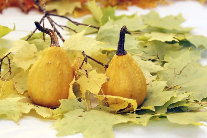 Gerahmter Druck : Gourds Gerahmter Druck : Gourds