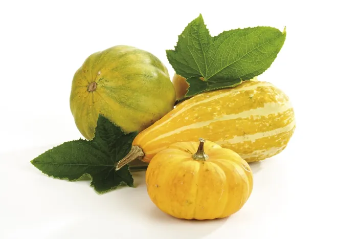 Gerahmter Druck : Kürbissen (Cucurbita) Gerahmter Druck : Kürbissen (Cucurbita)