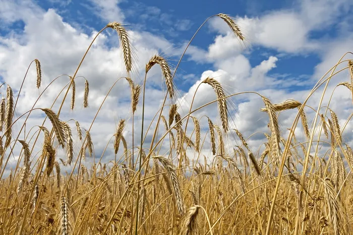 Gerahmter Druck : Getreidefeld gegen bewölkten Himmel. Gerahmter Druck : Getreidefeld gegen bewölkten Himmel.