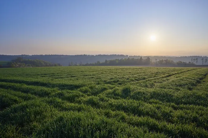 Gerahmter Druck : Getreidefeld, Tauwetter, Wald. Gerahmter Druck : Getreidefeld, Tauwetter, Wald.