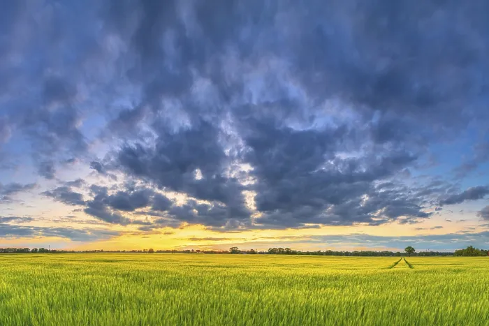 Gerahmter Druck : Getreidefeld am Abend, Sonnenuntergang. Gerahmter Druck : Getreidefeld am Abend, Sonnenuntergang.