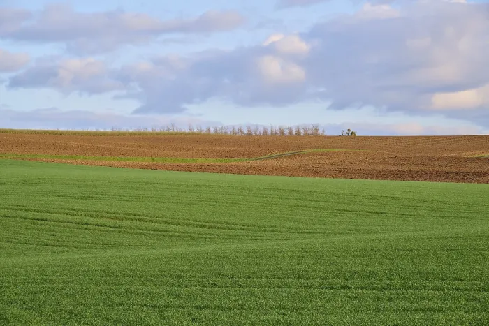 Gerahmter Druck : Getreidefeld, Feld, Wolken, Frühling. Gerahmter Druck : Getreidefeld, Feld, Wolken, Frühling.