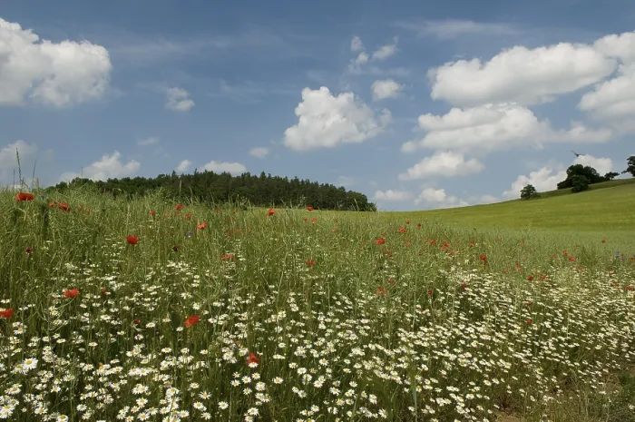 Gerahmter Druck : Getreidefeld mit Ackerweg. Gerahmter Druck : Getreidefeld mit Ackerweg.