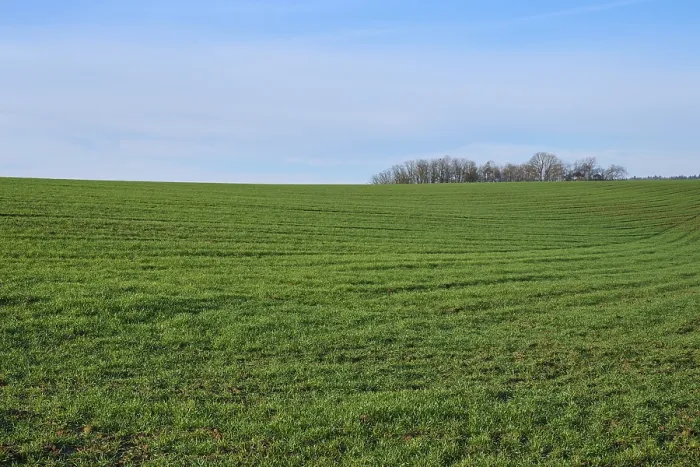 Gerahmter Druck : Getreidefeld, Wald, Wolken, Frühling. Gerahmter Druck : Getreidefeld, Wald, Wolken, Frühling.