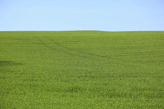 Gerahmter Druck : Getreidefeld im Frühling, grün. Gerahmter Druck : Getreidefeld im Frühling, grün.