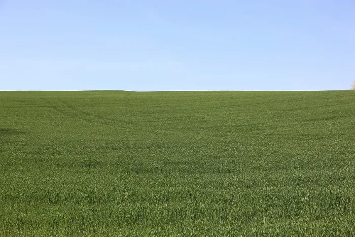 Gerahmter Druck : Getreidefeld im Frühling, grün. Gerahmter Druck : Getreidefeld im Frühling, grün.
