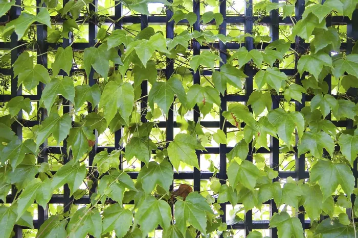Gerahmter Druck : Reben in einem Garten Gerahmter Druck : Reben in einem Garten