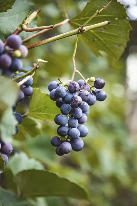 Gerahmter Druck : Weinstock (Vitis vinifera) Gerahmter Druck : Weinstock (Vitis vinifera)