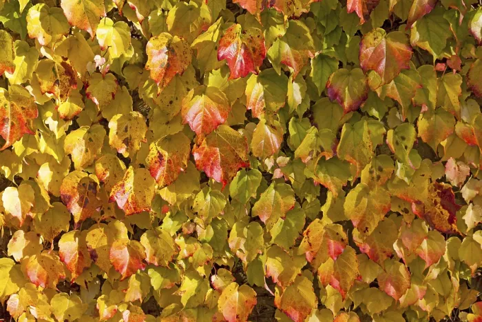 Gerahmter Druck : Rebenart (Vitis vinifera subsp) Gerahmter Druck : Rebenart (Vitis vinifera subsp)