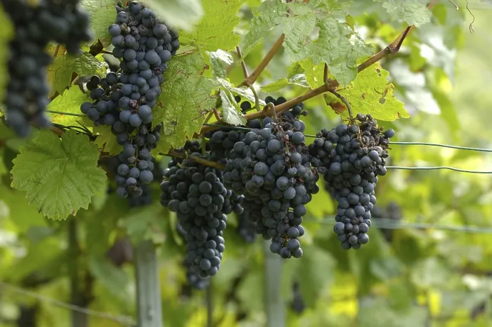 Gerahmter Druck : Grape-vines Gerahmter Druck : Grape-vines
