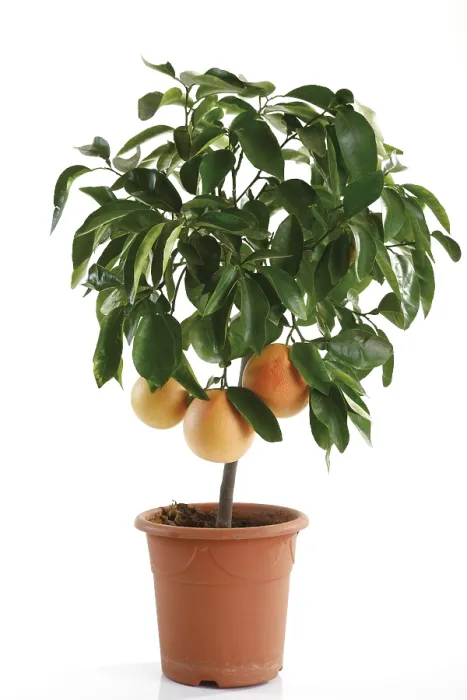 Gerahmter Druck : Zitronenbaum Gerahmter Druck : Zitronenbaum