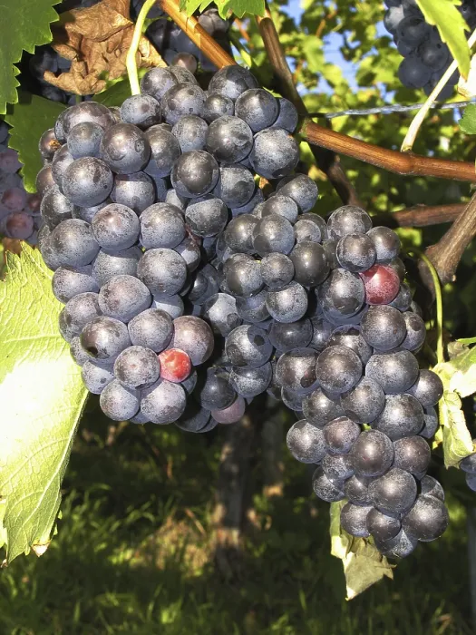 Gerahmter Druck : Grapes Gerahmter Druck : Grapes