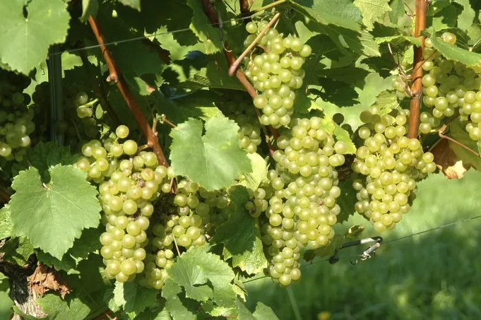 Gerahmter Druck : Grapes Gerahmter Druck : Grapes