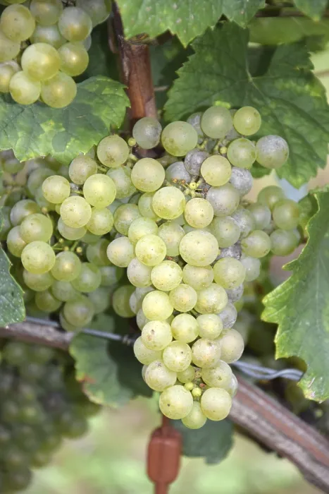 Gerahmter Druck : Grapes Gerahmter Druck : Grapes