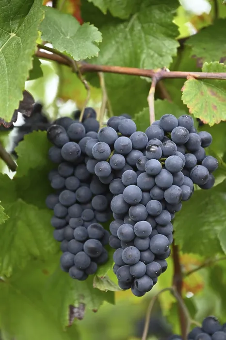 Gerahmter Druck : Grapes Gerahmter Druck : Grapes