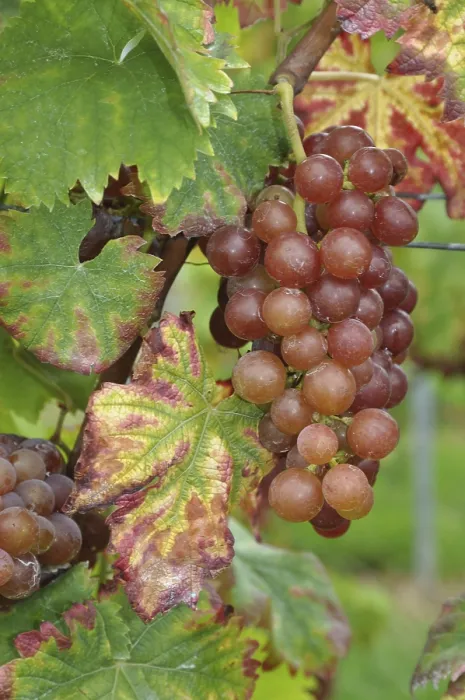 Gerahmter Druck : Trauben, Weintraube, Weintraube, Trauben, Rebe Gerahmter Druck : Trauben, Weintraube, Weintraube, Trauben, Rebe
