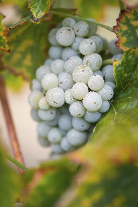 Gerahmter Druck : Trauben, Weinrebe, Weingarten Gerahmter Druck : Trauben, Weinrebe, Weingarten