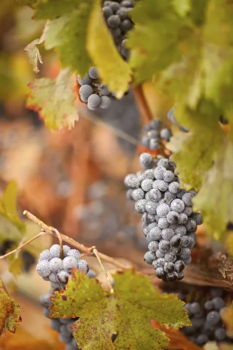 Gerahmter Druck : Trauben, Weinrebe, Weinberg. Gerahmter Druck : Trauben, Weinrebe, Weinberg.