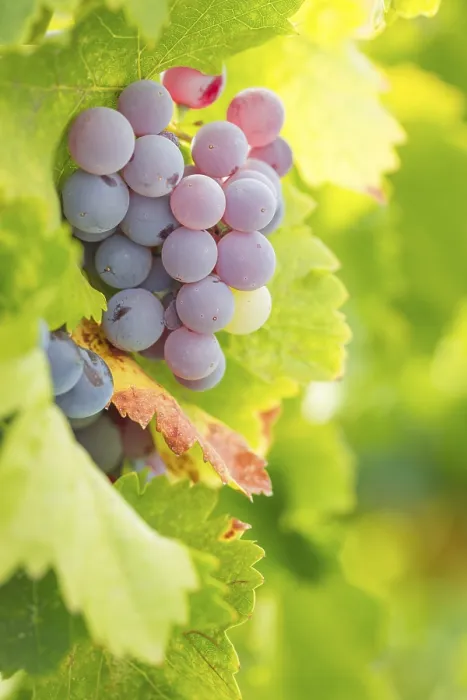Gerahmter Druck : Trauben, Weinrebe, Weingarten Gerahmter Druck : Trauben, Weinrebe, Weingarten