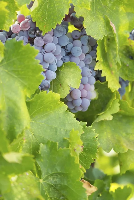 Gerahmter Druck : Trauben, Weinrebe, Weinberg Gerahmter Druck : Trauben, Weinrebe, Weinberg