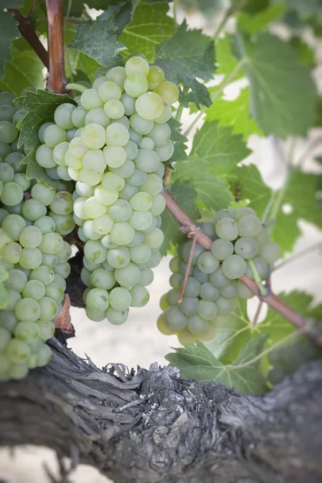 Gerahmter Druck : Trauben, Weinrebe, Weinberg Gerahmter Druck : Trauben, Weinrebe, Weinberg