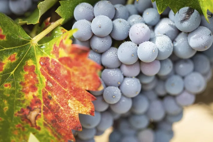 Gerahmter Druck : Trauben, Weinrebe, Weinberg