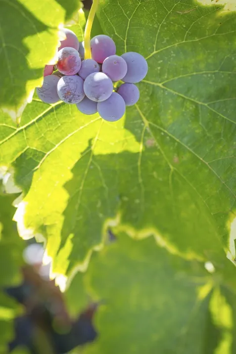 Gerahmter Druck : Trauben, Weinrebe, Weinberg Gerahmter Druck : Trauben, Weinrebe, Weinberg