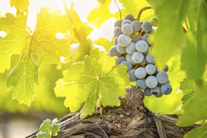 Gerahmter Druck : Trauben, Weinrebe, Weingarten Gerahmter Druck : Trauben, Weinrebe, Weingarten