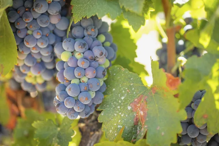 Gerahmter Druck : Trauben, Weinrebe, Weinberg. Gerahmter Druck : Trauben, Weinrebe, Weinberg.