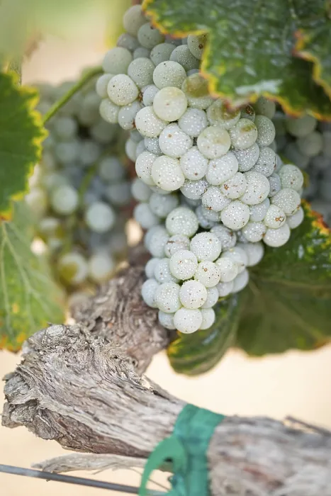 Gerahmter Druck : Trauben, Weinrebe, Weinberg Gerahmter Druck : Trauben, Weinrebe, Weinberg
