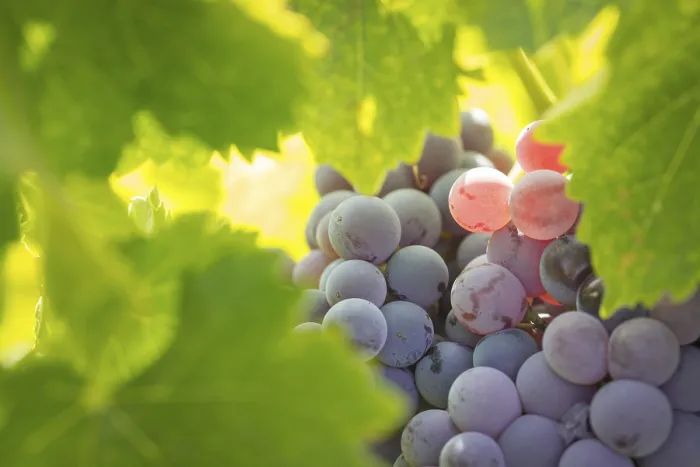 Gerahmter Druck : Trauben, Weinrebe, Weinberg. Gerahmter Druck : Trauben, Weinrebe, Weinberg.
