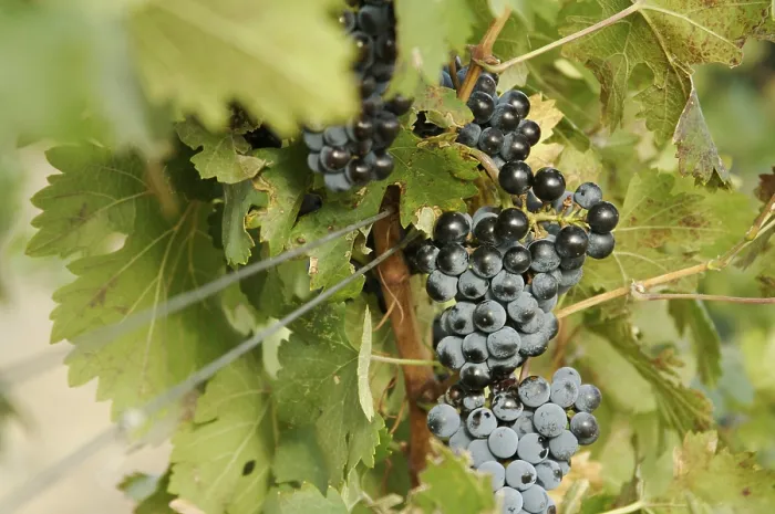 Gerahmter Druck : Trauben, Weinrebe, Weinberg Gerahmter Druck : Trauben, Weinrebe, Weinberg