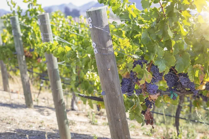 Gerahmter Druck : Trauben, Weinrebe, Weinberg Gerahmter Druck : Trauben, Weinrebe, Weinberg