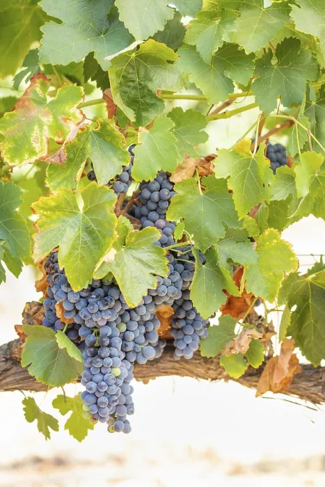 Gerahmter Druck : Trauben, Weinrebe, Weingarten Gerahmter Druck : Trauben, Weinrebe, Weingarten