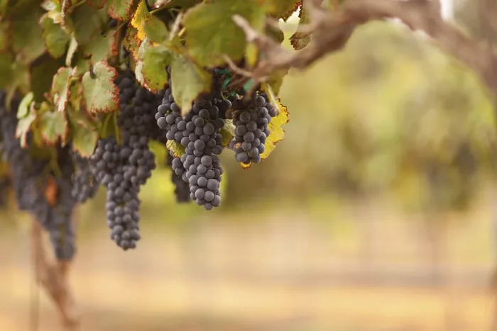 Gerahmter Druck : Beeren, Weinrebe, Weinberg Gerahmter Druck : Beeren, Weinrebe, Weinberg