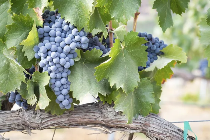 Gerahmter Druck : Trauben auf einer Reben in einem Weingut in Temecula, Kalifornien, USA Gerahmter Druck : Trauben auf einer Reben in einem Weingut in Temecula, Kalifornien, USA