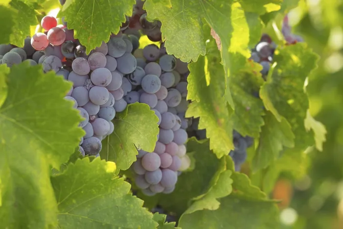 Gerahmter Druck : Trauben auf einer Weinrebe in einem Weingut in Temecula, Kalifornien, USA Gerahmter Druck : Trauben auf einer Weinrebe in einem Weingut in Temecula, Kalifornien, USA