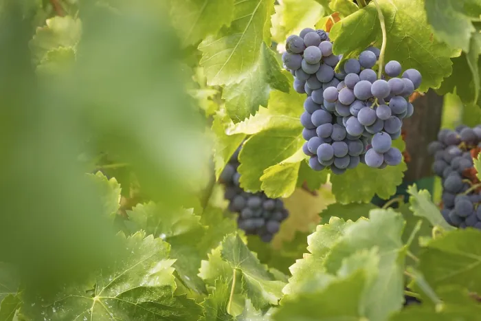 Gerahmter Druck : Traubenfeld in Temecula, Kalifornien Gerahmter Druck : Traubenfeld in Temecula, Kalifornien