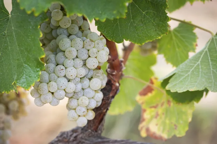 Gerahmter Druck : Weintrauben, Weinrebe, Weinstock, Traubenwein, Weingarten in Temecula, Kalifornien Gerahmter Druck : Weintrauben, Weinrebe, Weinstock, Traubenwein, Weingarten in Temecula, Kalifornien