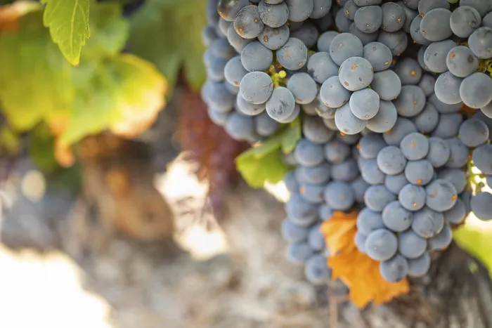 Gerahmter Druck : Weintrauben, Weinrebe, Weingut in Temecula, Kalifornien Gerahmter Druck : Weintrauben, Weinrebe, Weingut in Temecula, Kalifornien