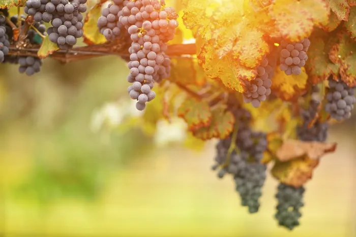 Gerahmter Druck : Weintrauben, Weinreben, Weingut in Temecula, Kalifornien Gerahmter Druck : Weintrauben, Weinreben, Weingut in Temecula, Kalifornien