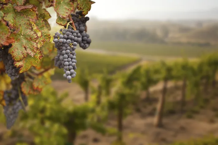 Gerahmter Druck : Weintrauben, Weinreben, Weingarten in Temecula, Kalifornien Gerahmter Druck : Weintrauben, Weinreben, Weingarten in Temecula, Kalifornien