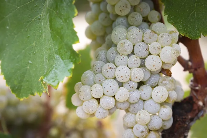 Gerahmter Druck : Weintrauben, Weinreben, Weinberg, Traubenwein, Weinstockgarten Gerahmter Druck : Weintrauben, Weinreben, Weinberg, Traubenwein, Weinstockgarten
