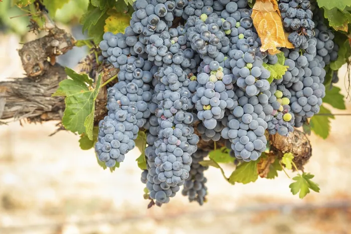 Gerahmter Druck : Trauben, Weintraube, Weinstock in Temecula, Kalifornien Gerahmter Druck : Trauben, Weintraube, Weinstock in Temecula, Kalifornien