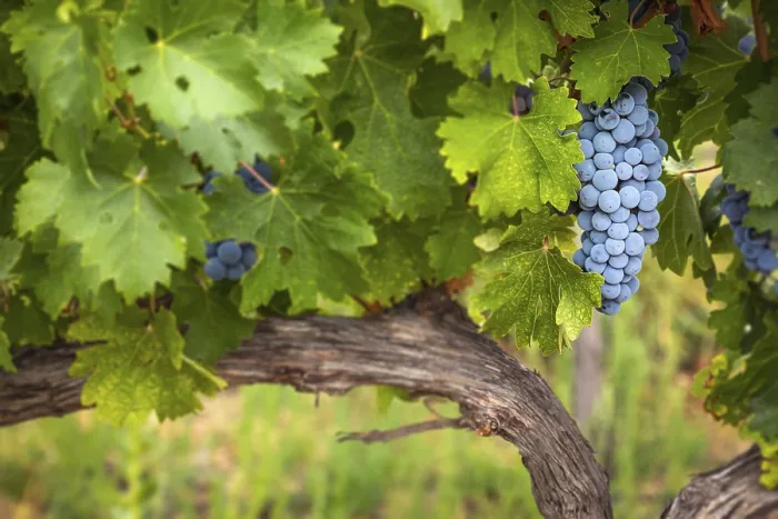 Gerahmter Druck : Weintrauben auf einer Reben in einem Weingut in Temecula, Kalifornien, USA Gerahmter Druck : Weintrauben auf einer Reben in einem Weingut in Temecula, Kalifornien, USA