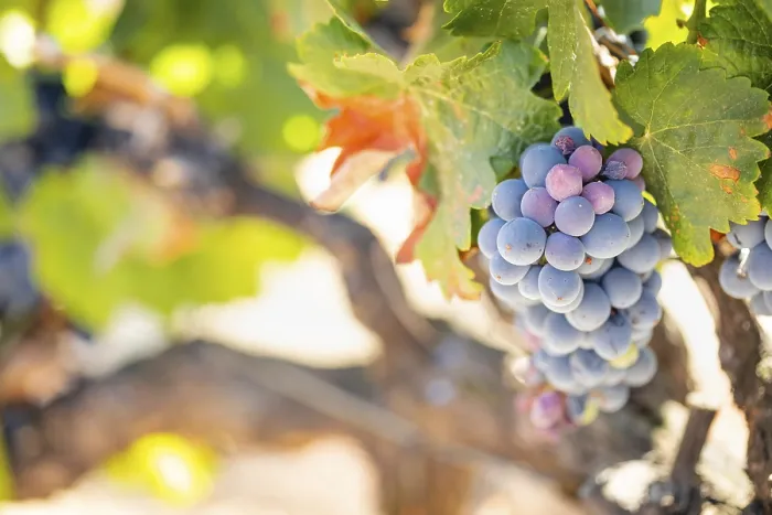 Gerahmter Druck : Weintrauben, Weinreben, Weingut in Temecula, Kalifornien Gerahmter Druck : Weintrauben, Weinreben, Weingut in Temecula, Kalifornien