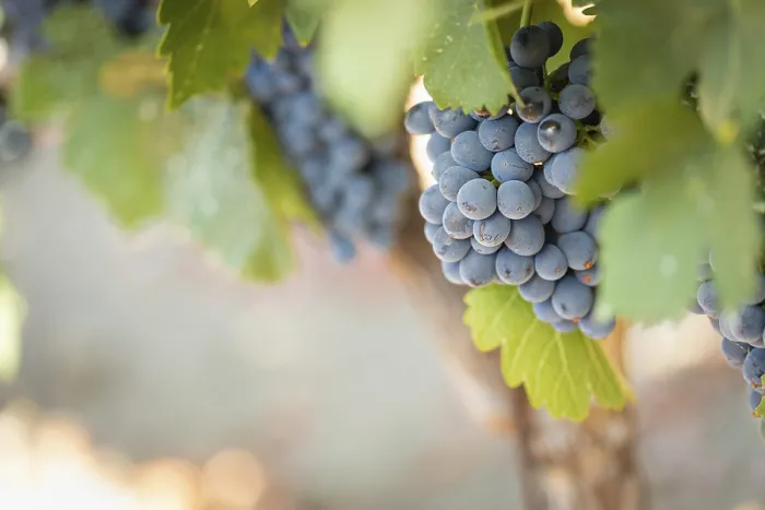 Gerahmter Druck : Weintrauben, Weinreben, Weingarten in Temecula, Kalifornien Gerahmter Druck : Weintrauben, Weinreben, Weingarten in Temecula, Kalifornien